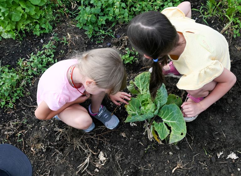 To børn sidder på hug i en køkkenhave og undersøger en kålplante, der vokser i jorden.