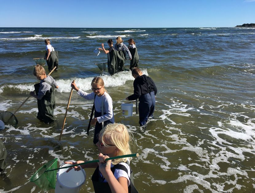 En gruppe børn står i lavt havvand iført waders og holder net og spande. Himlen er klar og blå, hvilket indikerer en solskinsdag.